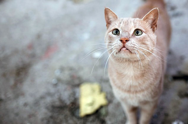 חתול רחוב ג’ינג’י - VETS4PETS מרפאה וטרינרית