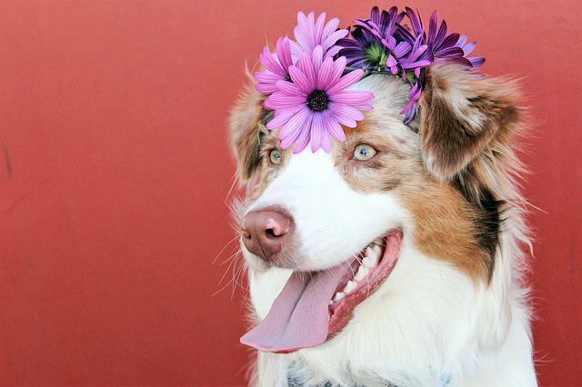 כלב רועה אוסטרלי עם זר פרחים על הראש - VETS4PETS